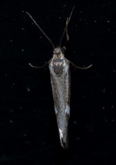 Cisthene liberomacula