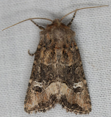 Lacinipolia stricta