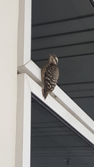 Yungipicus moluccensis