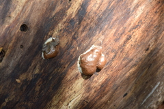 Reticularia splendens