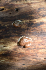 Reticularia splendens