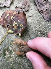 Cambarus polypilosus