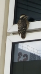 Yungipicus moluccensis