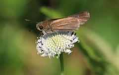 Panoquina ocola