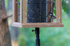 Poecile atricapillus