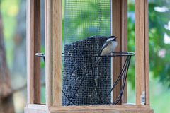 Poecile atricapillus