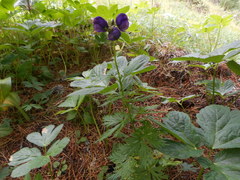 Aconitum tauricum
