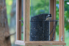 Poecile atricapillus