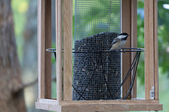 Poecile atricapillus