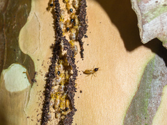 Nasutitermes corniger