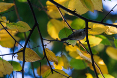 Poecile atricapillus