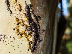 Nasutitermes corniger