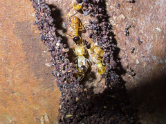 Nasutitermes corniger