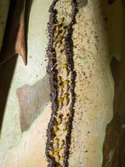 Nasutitermes corniger