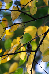 Poecile atricapillus