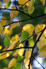 Poecile atricapillus