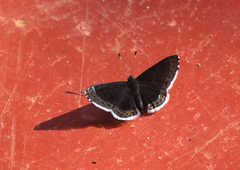 Detritivora cleonus