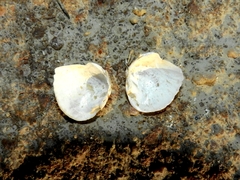 Castalia ambigua