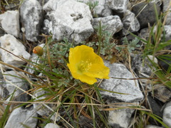 Papaver alpinum