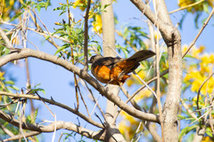 Turdus rufiventris