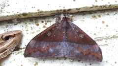Ischyja