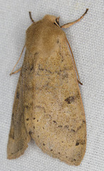 Orthosia arthrolita