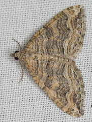 Perizoma custodiata