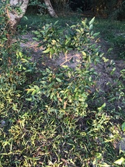 Sebastiania commersoniana