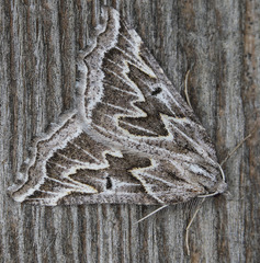 Plataea californiaria