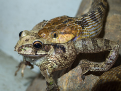 Leptodeira splendida