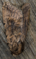 Protoperigea umbricata