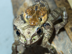 Leptodeira splendida