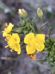 Scoparia montevidensis