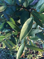 Sebastiania commersoniana