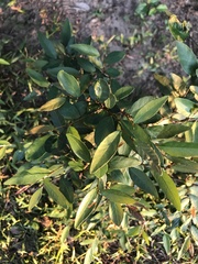 Sebastiania commersoniana