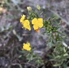 Scoparia montevidensis