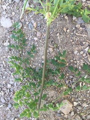 Thalictrum sultanabadense