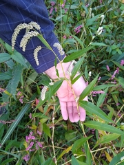 Persicaria lapathifolia lapathifolia