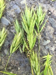 Bromus scoparius
