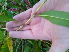 Persicaria lapathifolia lapathifolia