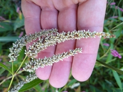 Persicaria lapathifolia lapathifolia