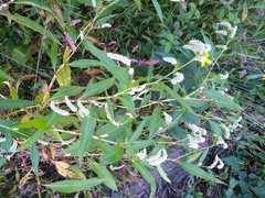 Persicaria lapathifolia lapathifolia