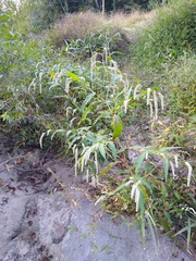 Persicaria lapathifolia lapathifolia