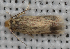 Stigmella populetorum