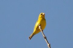 Crithagra sulphurata