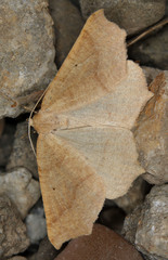 Prochoerodes truxaliata
