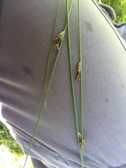 Juncus filiformis