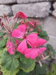 Pelargonium × hybridum