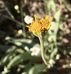 Acmella decumbens