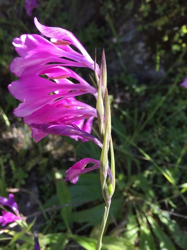 Gladiolus hajastanicus